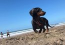 Hidratación, vacunación y chapa identificatoria:  mascotas en vacaciones